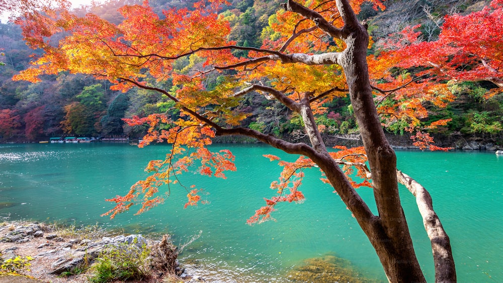 京都の川沿いの秋の嵐山。