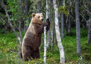 Orso bruno in piedi sulle zampe posteriori. Femmina di orso bruno. Nome scientifico: Ursus Arctos.  Foresta estiva.