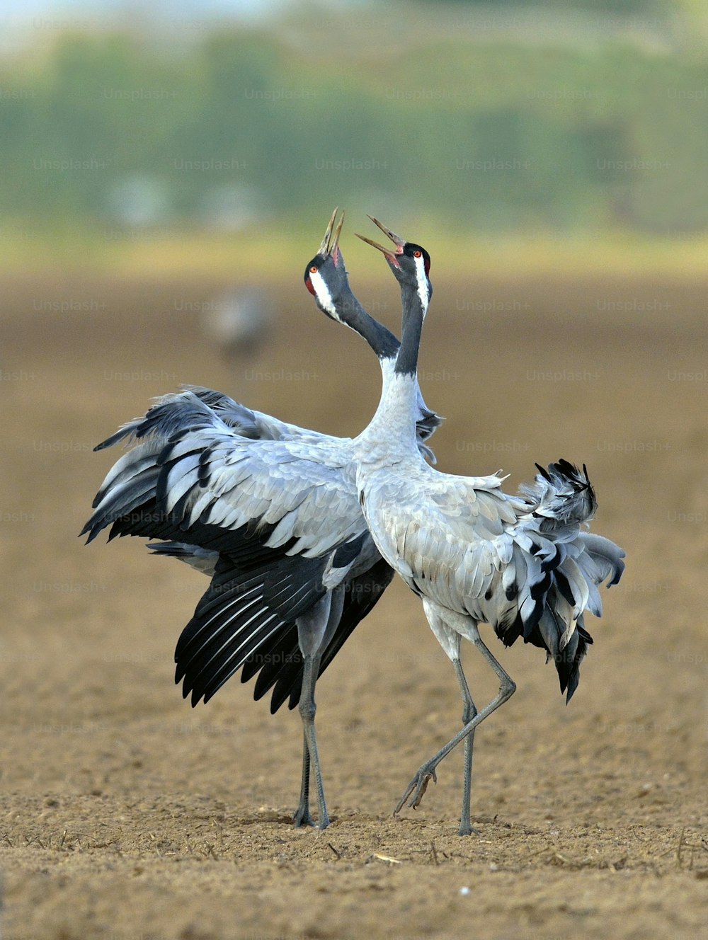 Cranes dancing in the field. The common crane (Grus grus), also known as the Eurasian crane.