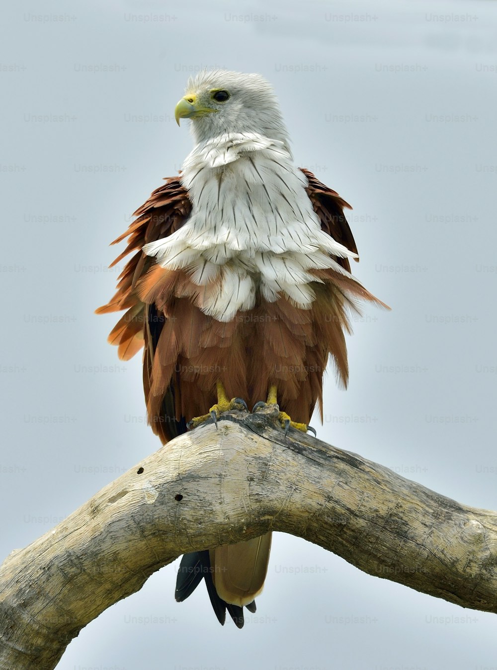 Papagaio Brahminy na árvore. A pipa-de-brahminy (Haliastur indus), também conhecida como águia-do-mar-de-dorso-vermelho. Sri Lanka