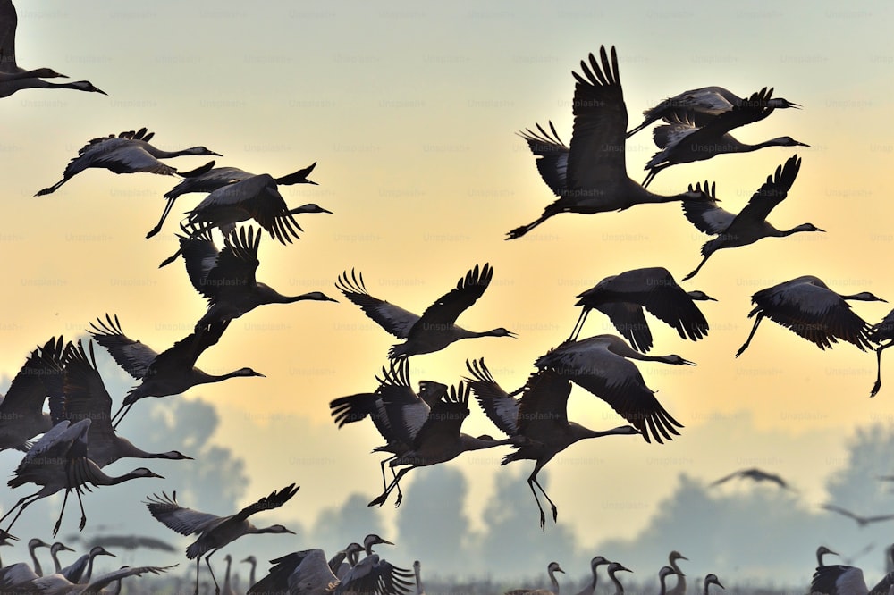 비행 중인 새들. 비행 중인 크레인의 실루엣. 일출에 크레인 무리가 날아갑니다. 안개가 자욱한 아침, 일출 하늘 배경. 일반적인 크레인, 그루스 그루스 또는 그루스 코뮤니스, 자연 서식지의 큰 새.