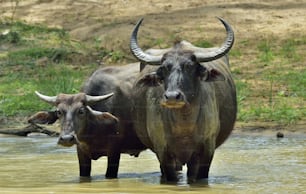 Erfrischung von Wasserbüffeln.  Weibchen und Kalb von Wasserbüffeln baden im Teich in Sri Lanka. Der srilankische Wildwasserbüffel (Bubalus arnee migona),