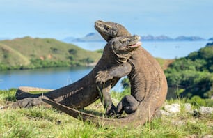 Los dragones de Comodo (Varanus komodoensis) que luchan por la dominación. Es el lagarto vivo más grande del mundo. Isla Rinca. Indonesia.