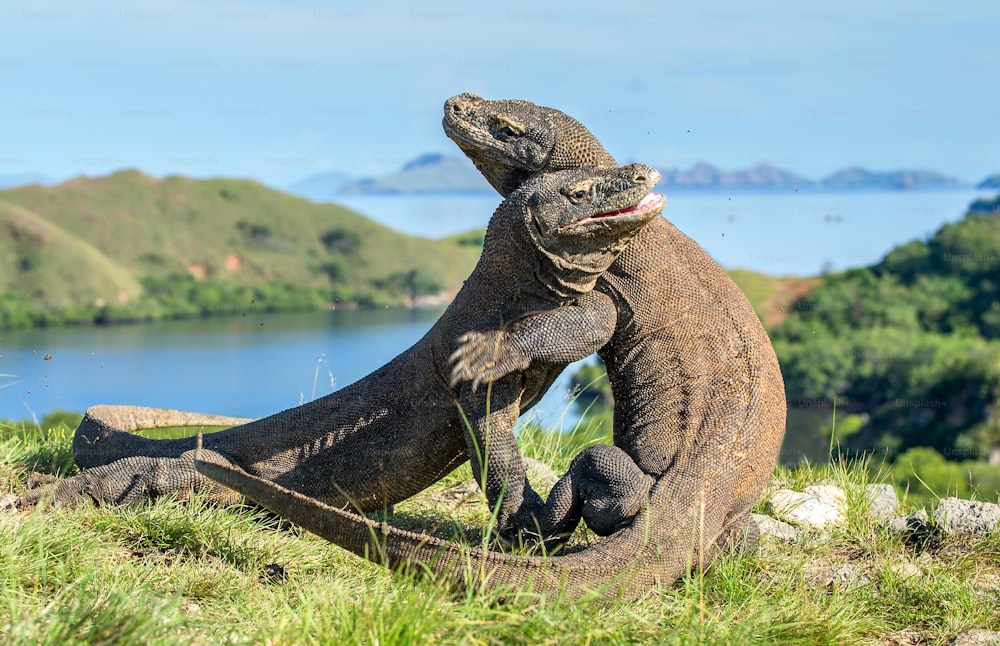 Los dragones de Comodo (Varanus komodoensis) que luchan por la dominación. Es el lagarto vivo más grande del mundo. Isla Rinca. Indonesia.