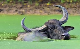 Refresco de búfalo de água.  Búfalo de água macho banhando-se na lagoa no Sri Lanka. O búfalo de água selvagem do Sri Lanka (Bubalus arnee migona),