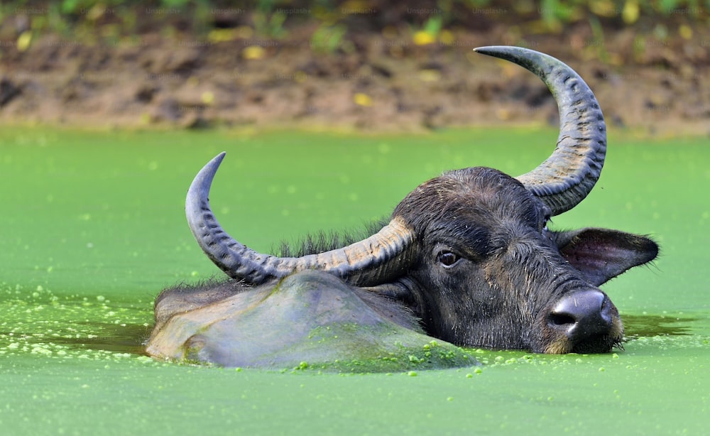Erfrischung von Wasserbüffeln.  Männlicher Wasserbüffel beim Baden im Teich in Sri Lanka. Der srilankische Wildwasserbüffel (Bubalus arnee migona),