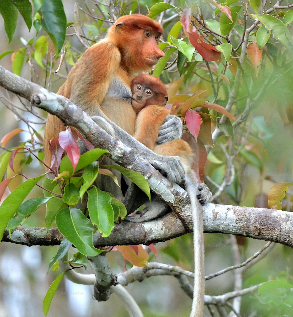 自然の生息地で木の上の子に餌をやるメスのテングザル(Nasalis larvatus)。インドネシアではベカンタンとして知られる長い鼻の猿。東南アジアのボルネオ島の固有種。インドネシア