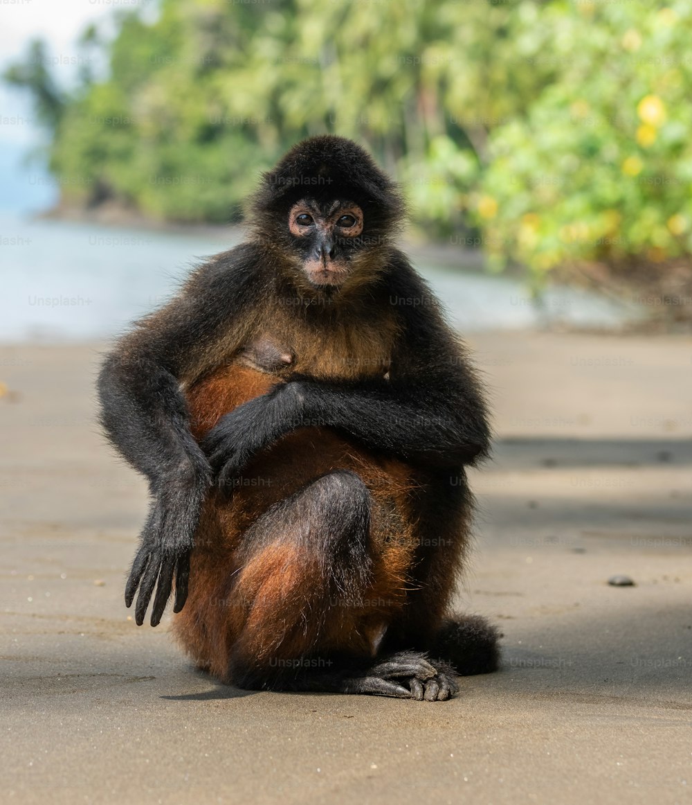 30k+ Spider Monkey Pictures | Download Free Images on Unsplash