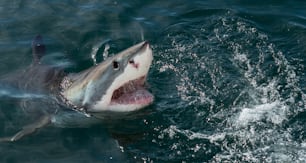 Grande tubarão branco, Carcharodon carcharias, de boca aberta. Grande tubarão branco (Carcharodon carcharias) na água do oceano um ataque. Caça de um grande tubarão branco (Carcharodon carcharias). África do Sul.