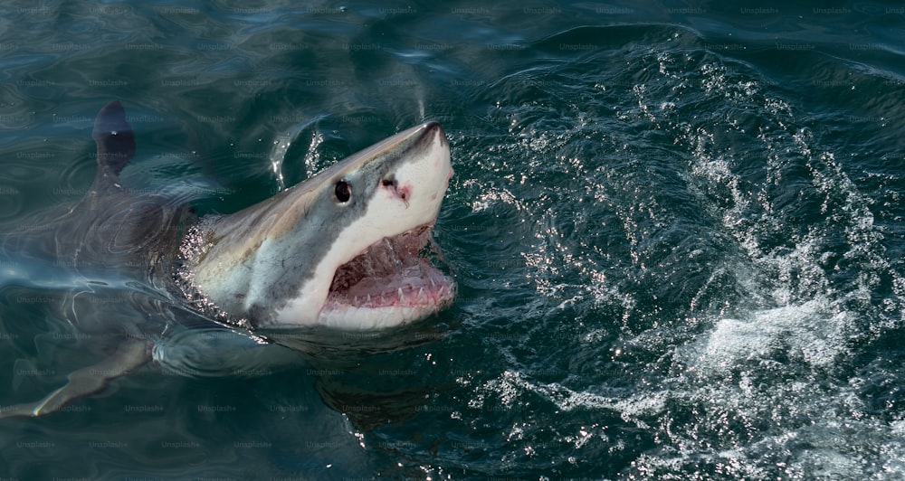 Weißer Hai, Carcharodon carcharias, mit offenem Maul. Weißer Hai (Carcharodon carcharias) im Meerwasser ein Angriff. Jagd auf einen Weißen Hai (Carcharodon carcharias). Südafrika.
