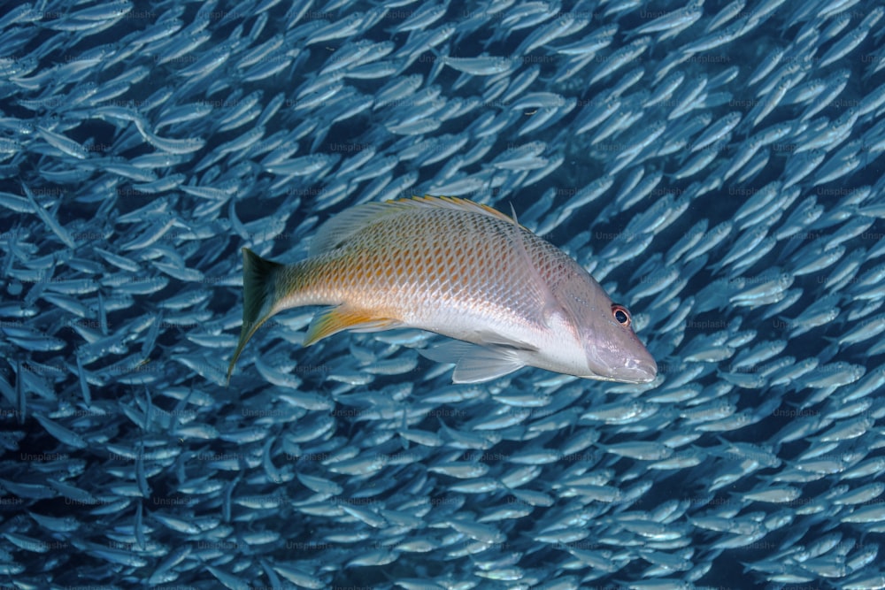 Un banc de poissons à La Paz au Mexique