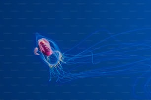 Eine Hydro Meduza im Ägäischen Meer in der Türkei