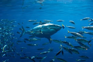 Un gran tiburón blanco en la isla de Guadalupe