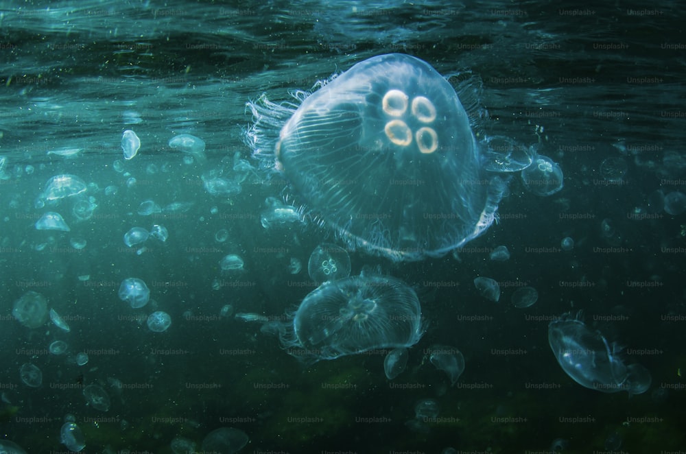 A School of Jellyfish in Istanbul in Marmara Sea