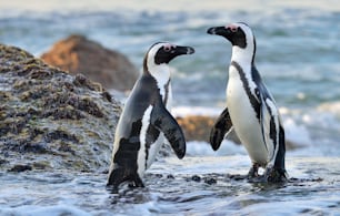 海岸のアフリカペンギン。南アフリカのケープ半島にあるサイモンズタウン近くのボルダーズビーチにいるアフリカペンギン(Spheniscus demersus)。
