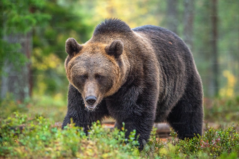 Brown bear in the autumn forest.  Scientific name: Ursus arctos. Natural habitat.