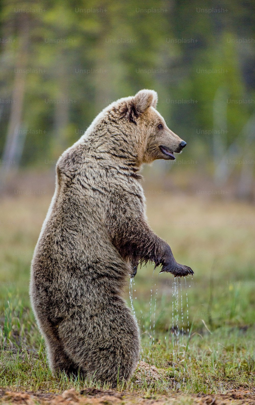 Orso bruno in piedi sulle zampe posteriori su una palude. Ursus arctos (Orso bruno)