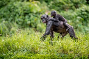 Cucciolo di bonobo sulla schiena della madre in habitat naturale. Sfondo naturale verde. Il Bonobo (Pan paniscus), chiamato scimpanzé pigmeo. Repubblica Democratica del Congo. Africa