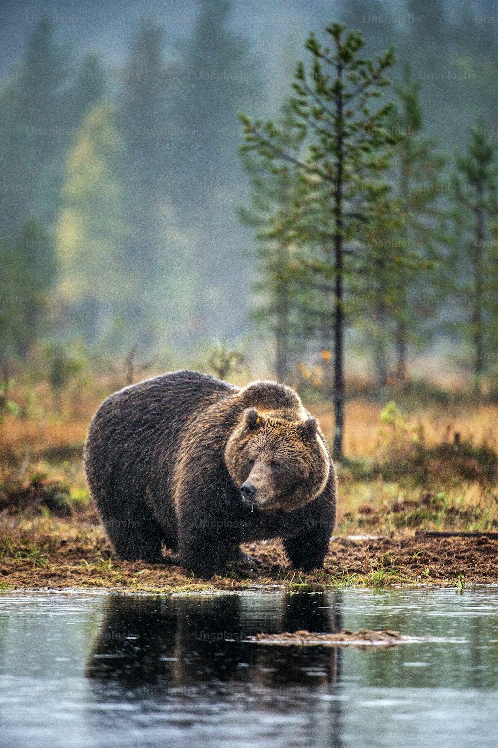 A brown bear on the bog in the autumn forest. Adult Big Brown Bear Male. Scientific name: Ursus arctos. Natural habitat, autumn season.