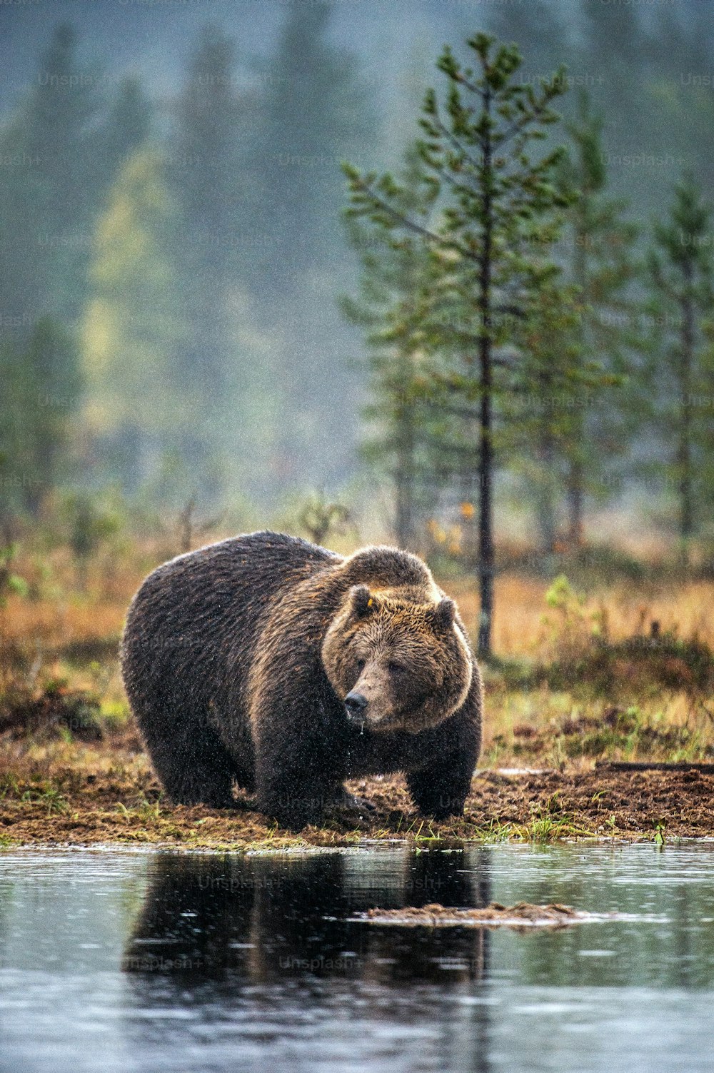 A brown bear on the bog in the autumn forest. Adult Big Brown Bear Male. Scientific name: Ursus arctos. Natural habitat, autumn season.