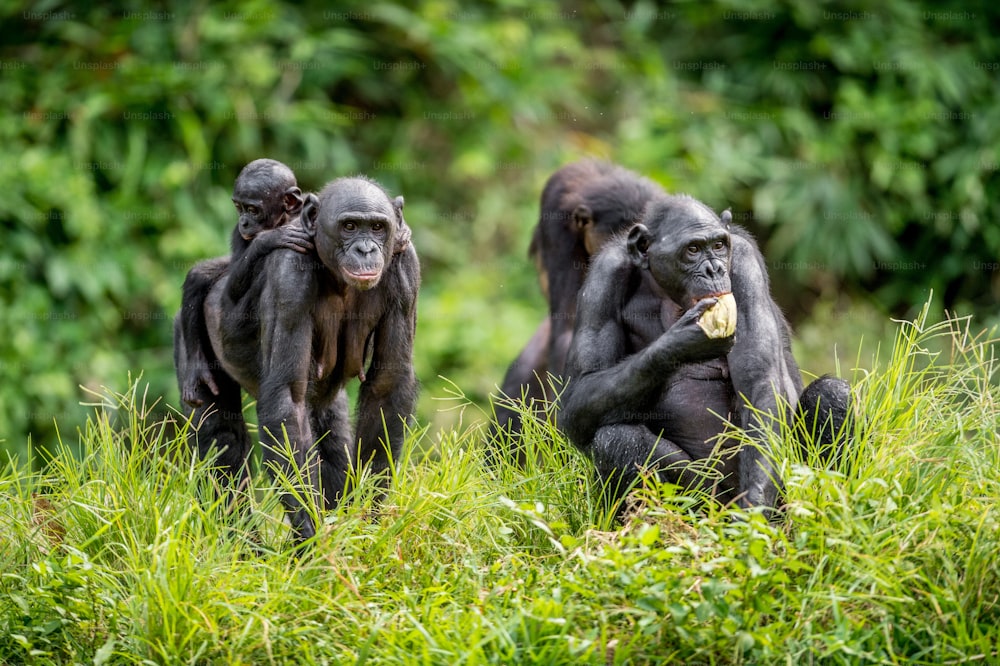 Lionceau bonobo sur le dos de la mère dans un habitat naturel. Fond naturel vert. Le Bonobo (Pan paniscus), appelé le chimpanzé pygmée. République démocratique du Congo. Afrique