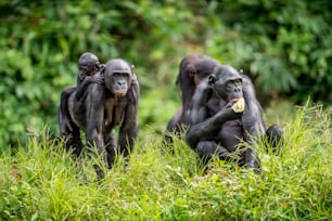 Bonobo Cub on the mother's back in natural habitat. Green natural background. The Bonobo ( Pan paniscus), called the pygmy chimpanzee. Democratic Republic of Congo. Africa