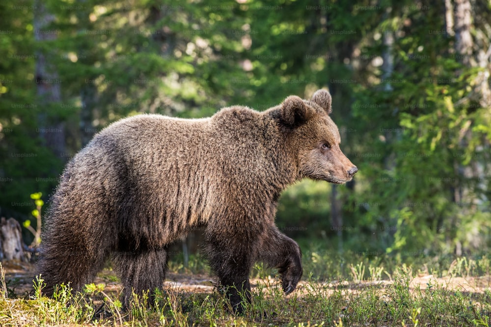 Young Brown Bear ( Ursus Arctos ) in the summer forest. Green natural background