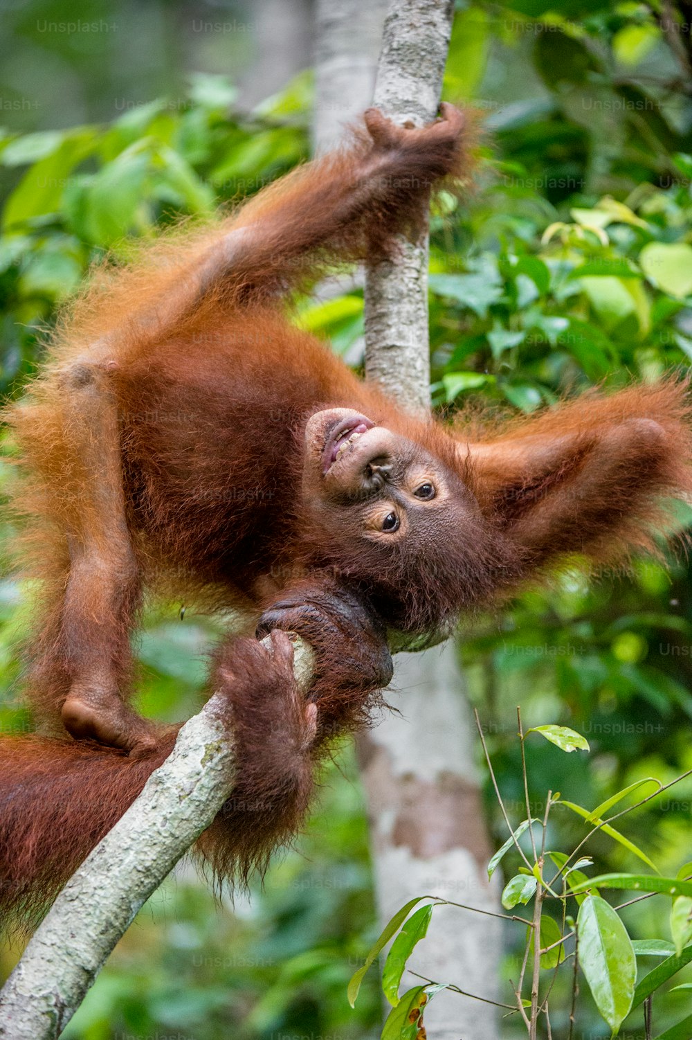 Cría de orangután en un hábitat natural. Orangután de Borneo (Pongo pygmaeus wurmmbii) en la naturaleza. Selva tropical de la isla de Borneo. Indonesia.