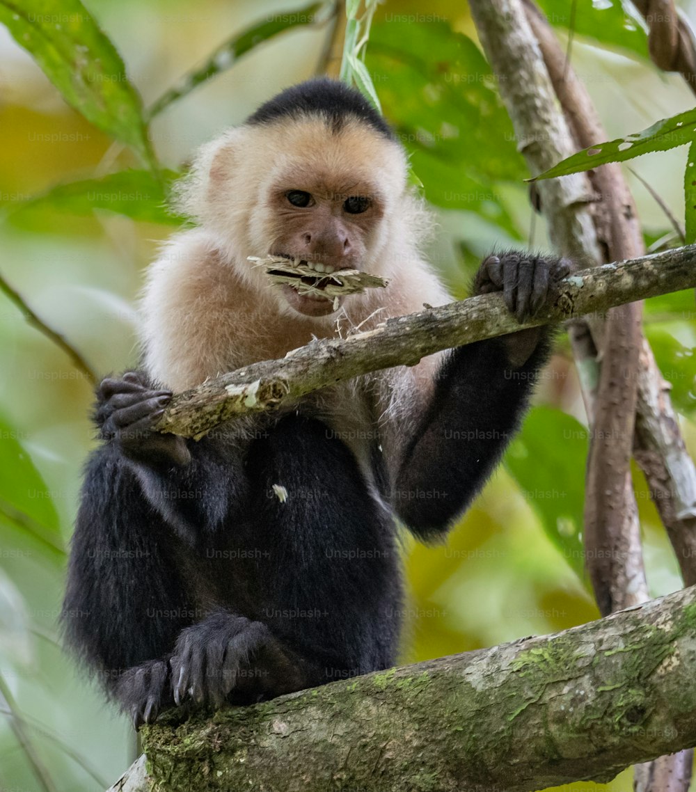 White faced Capuchin monkey in costa rica in the rainforest
