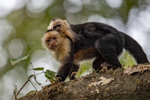 White faced Capuchin monkey in costa rica in the rainforest