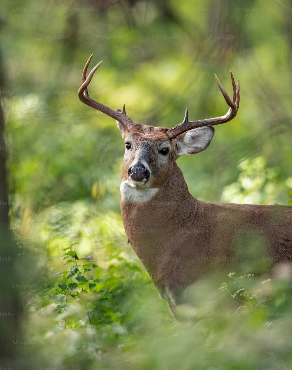 White tailed deer buck