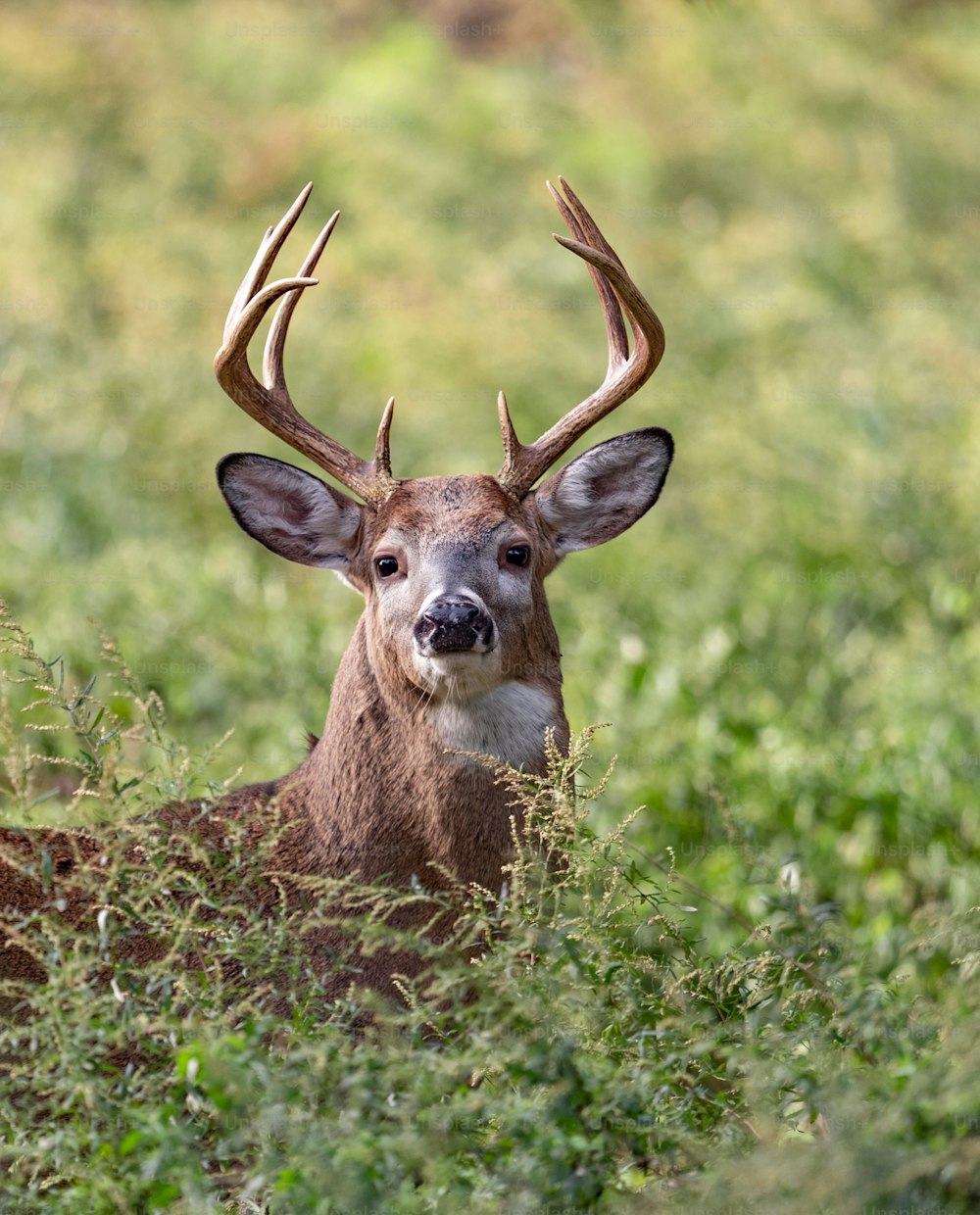 White tailed deer buck