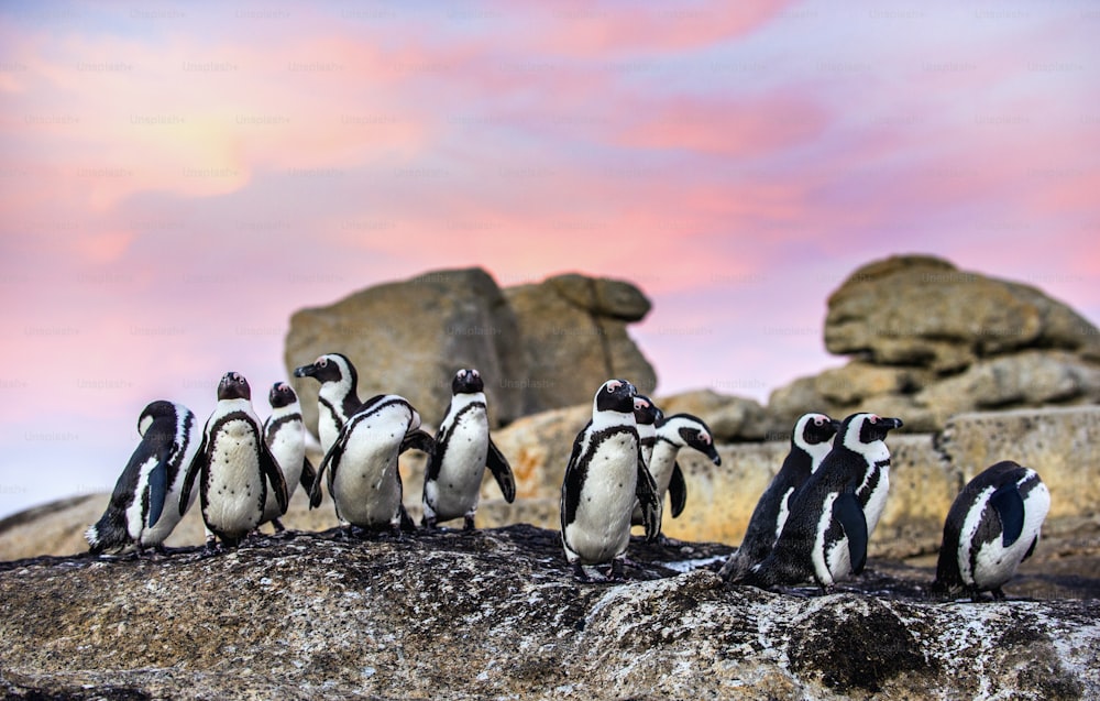 Afrikanische Pinguine auf dem Felsbrocken bei Sonnenuntergang. Afrikanischer Pinguin,Wissenschaftlicher Name: Spheniscus demersus, auch bekannt als der Jackass-Pinguin und Schwarzfußpinguin. Felsbrockenkolonie. Südafrika.
