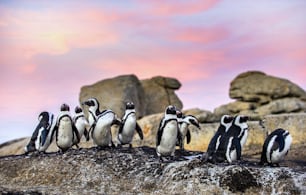 Pinguins africanos na pedra ao pôr do sol. Pinguim africano, nome científico: Spheniscus demersus, também conhecido como o pinguim jackass e pinguim de patas pretas. Colônia de pedregulhos. África do Sul.