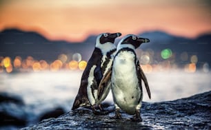 Pingüinos africanos en la costa rocosa al atardecer crepúsculo. Pingüino africano (Spheniscus demersus) también conocido como pingüino y pingüino de patas negras. Colonia de cantos rodados. Ciudad del Cabo. Sudáfrica