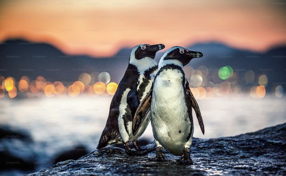 Pinguins africanos na costa rochosa ao crepúsculo do pôr do sol. Pinguim africano ( Spheniscus demersus ) também conhecido como o pinguim jackass e pinguim de patas pretas. Colônia de pedregulhos. Cidade do Cabo. África do Sul