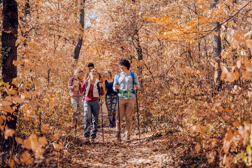 Hikers exploring forest in autumn. Trees and fallen leaves all around.