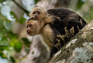 Singe capucin à face blanche au Costa Rica dans la forêt tropicale