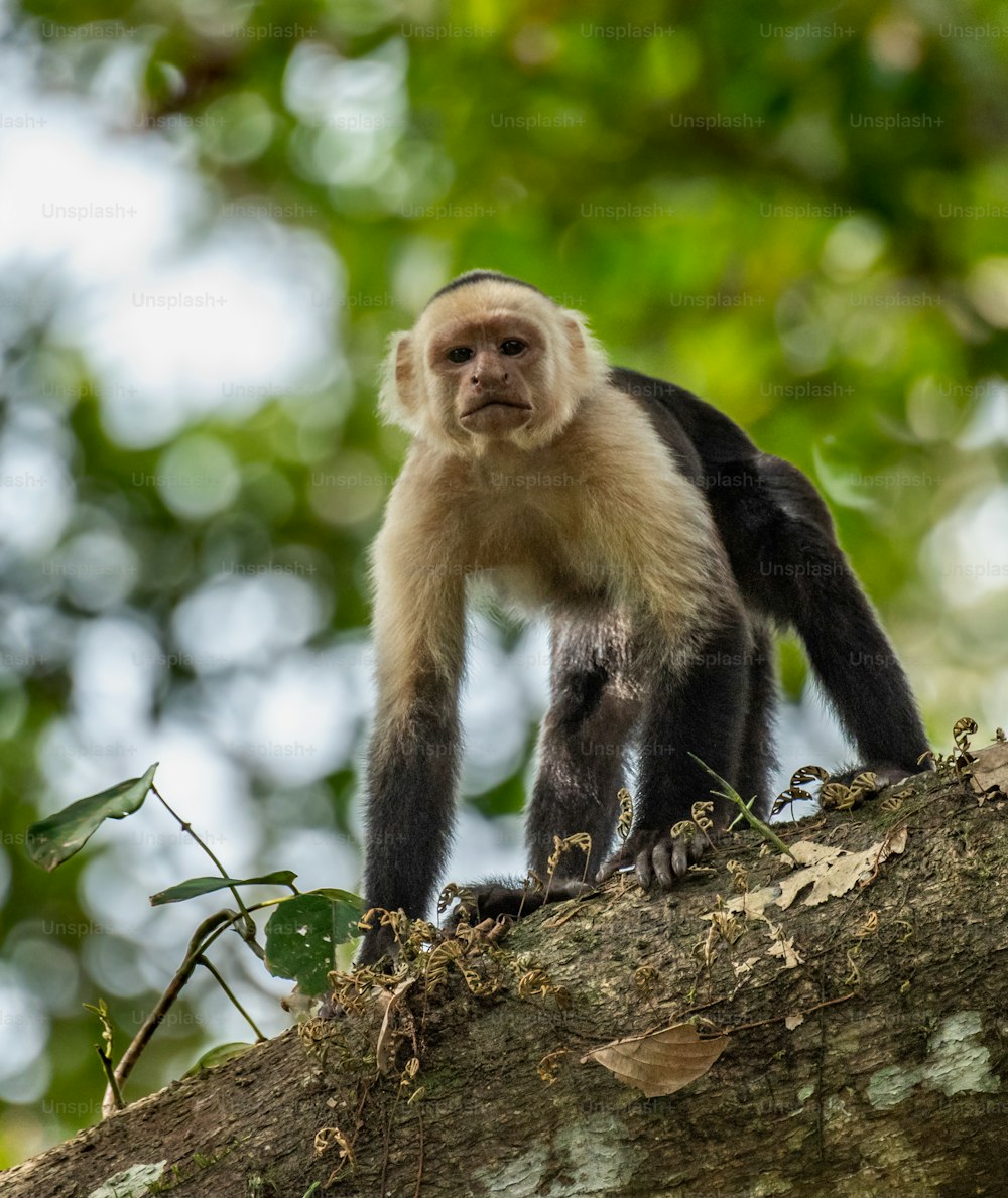 A monkey in costa rica in the rainforest