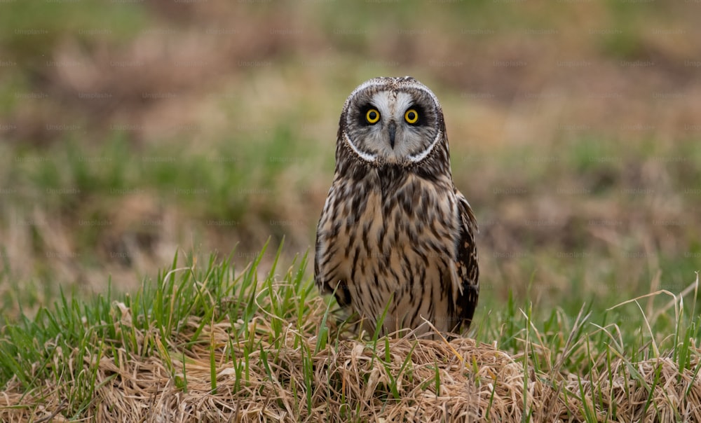 Short eared owl in Washington