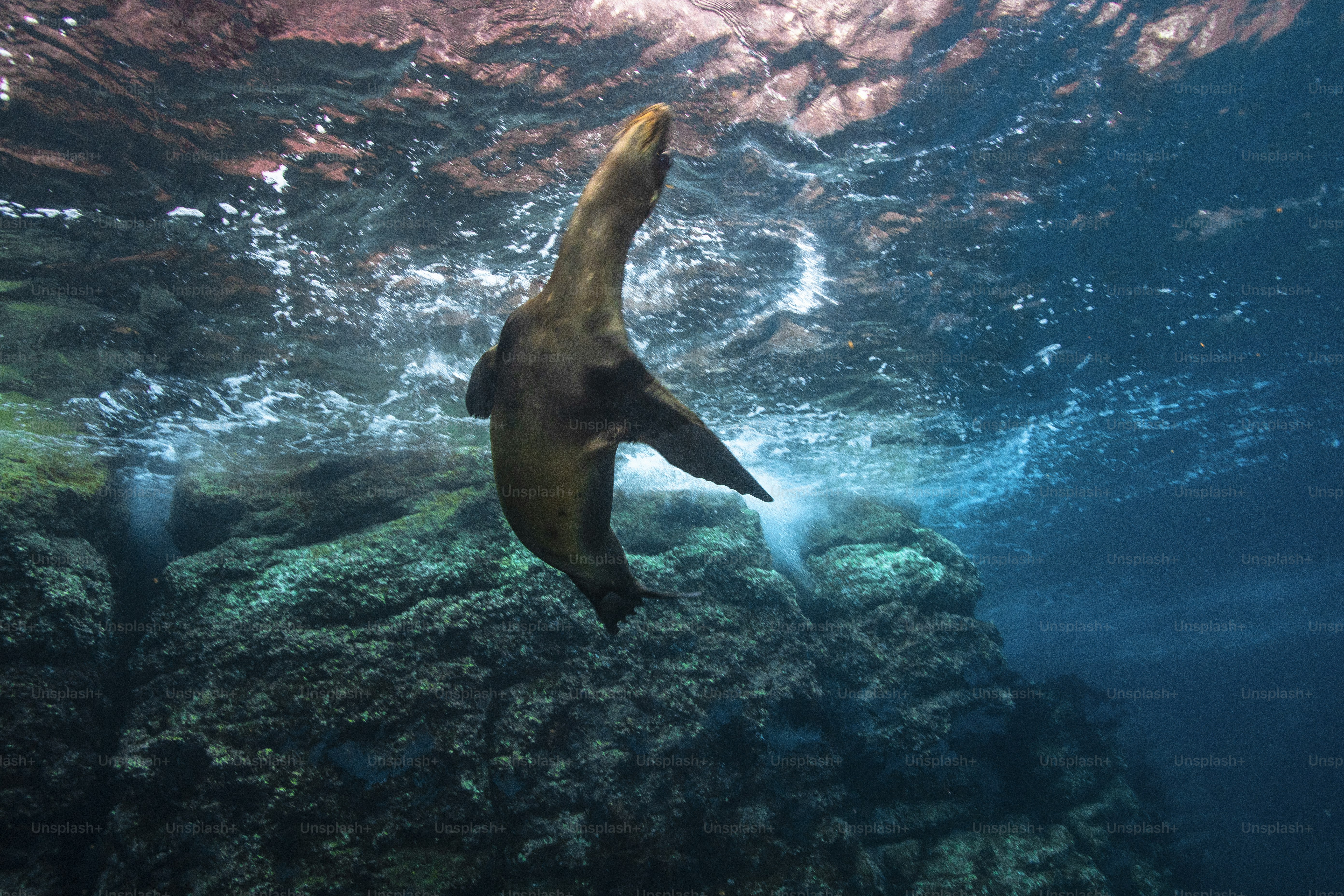 Um leão do mar em La Paz