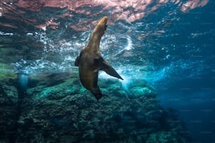 A sea Lion in La Paz