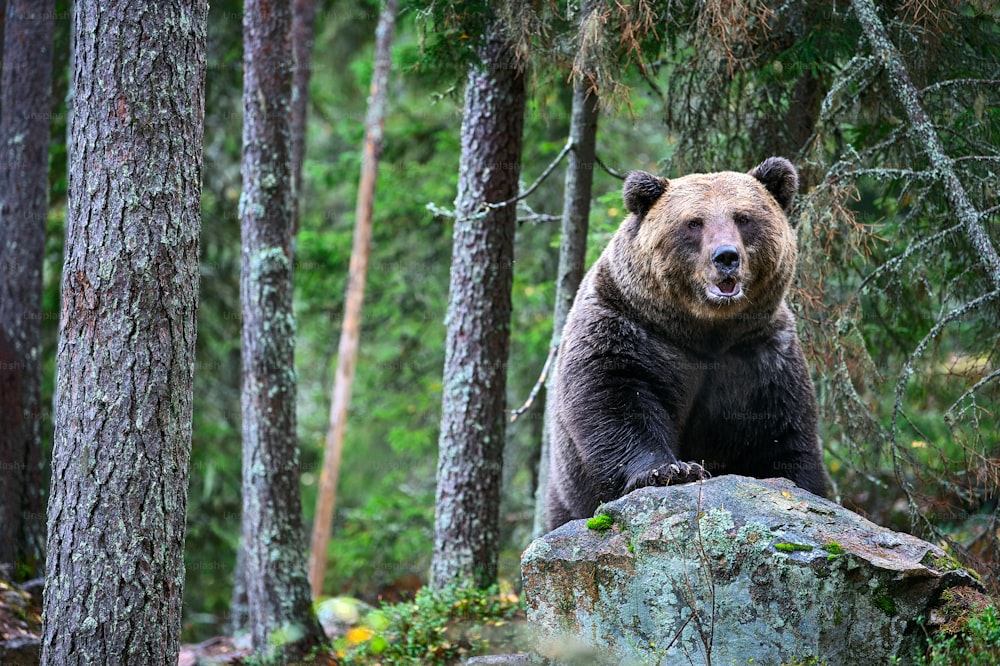 Bear on the rocks. Adult Big Brown Bear in the autumn forest.  Scientific name: Ursus arctos. Autumn season, natural habitat.