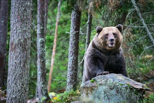 Bear on the rocks. Adult Big Brown Bear in the autumn forest.  Scientific name: Ursus arctos. Autumn season, natural habitat.