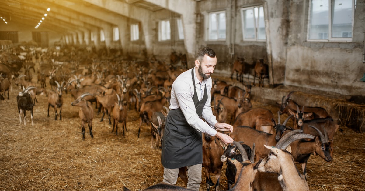🐐 Granja Cabra Alpina: ¡El Mascota Rara que Te Robará el Corazón!