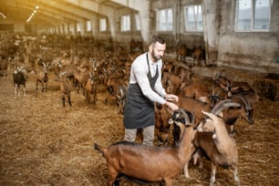 Guapo granjero cuidando de las hermosas cabras de raza alpina en el gran establo de la granja lechera