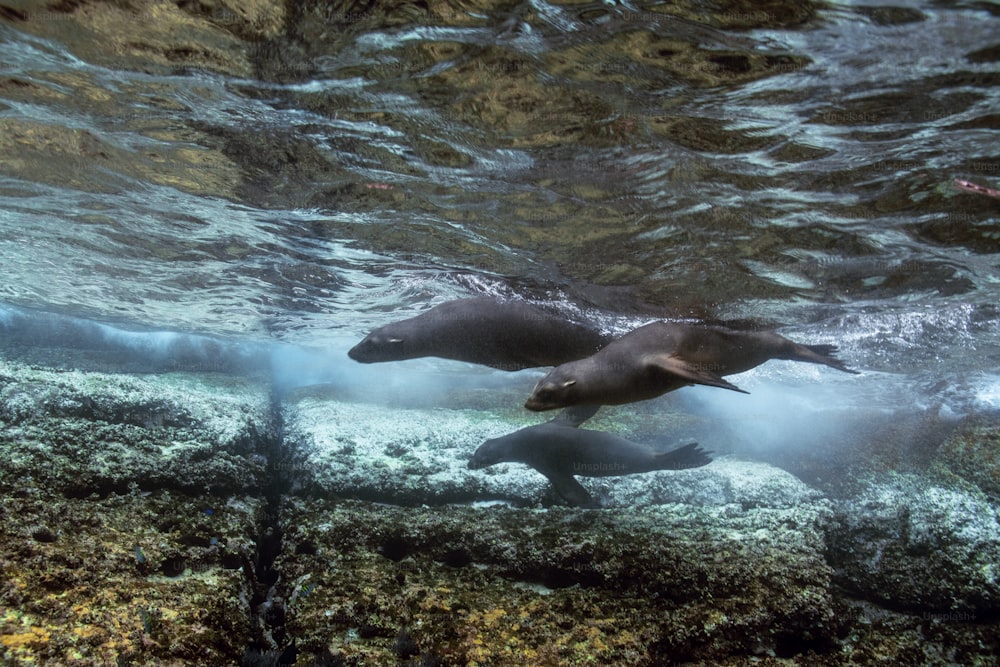 A Sealion family in La Paz in Mexico