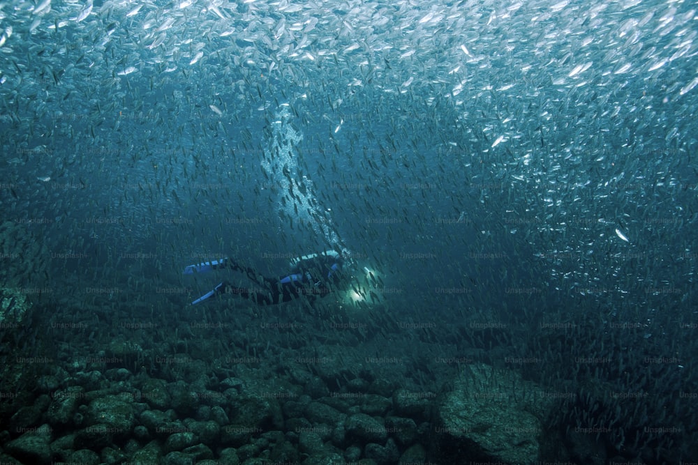 A School of Fish and a Diver