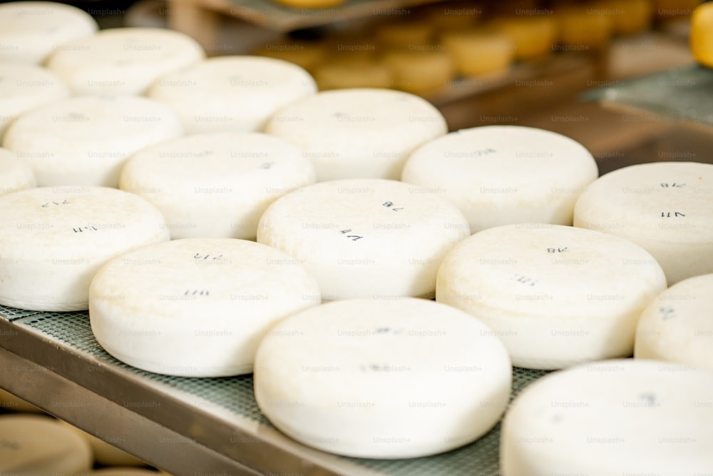 Fresh cheese wheels after the salting process on the table ready for aging