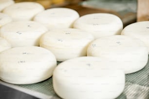 Meules de fromage frais après le salage sur la table, prêtes à être affinées